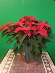 pointsettia basket