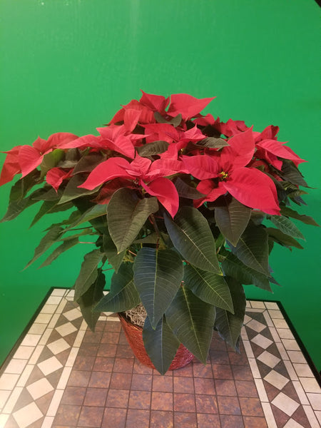 pointsettia basket