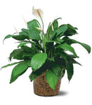 peace lily